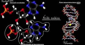 Introducción a los ácidos nucleicos y nucleótidos | Khan Academy en Español
