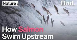 How Salmon Swim Upstream