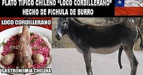 Chilenos comen pichula de Burro la cual llaman “loco cordillerano” gastronomía 100% chilena