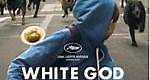 White God - Película - 2014 - Crítica | Reparto | Estreno | Duración | Sinopsis | Premios - decine21.com