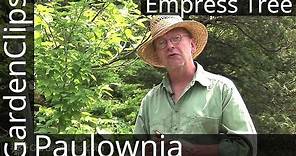 Empress Tree - Paulownia tomentosa - All about Royal Empress Tree