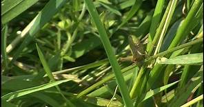 The Grasshopper (Caelifera, Orthoptera)