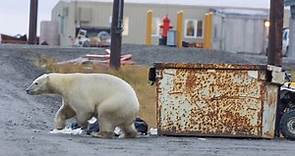 Alaskan town's polar bear problem leads to tourism boom
