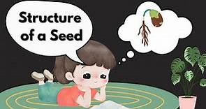 Structure of Seed; Science for Kids; Parts of a Seed