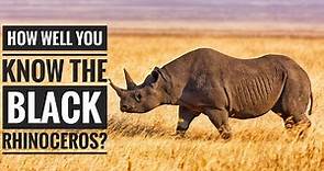 Black rhinoceros || Description, Characteristics and Facts!