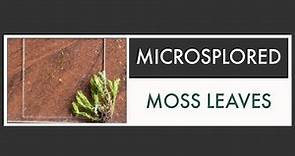 Moss Leaves under the Microscope [Microsplored]