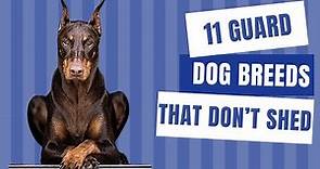 11 Guard Dog Breeds That Don’t Shed | Dog show