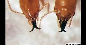 Subterranean Termites - Biology, Identification, and Inspection Tips