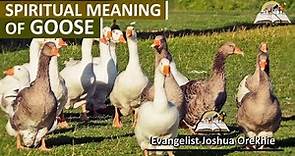 Spiritual Meaning of Goose - Dream of Geese Symbolism