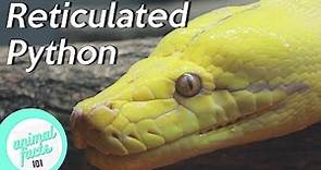Reticulated Python • All You Need To Know About This Reptile