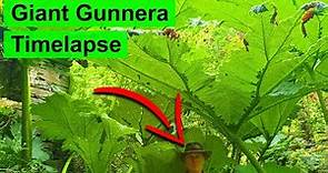 Giant Gunnera Plant Timelapse - 3 Months of Growth