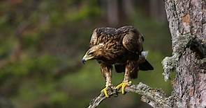 Cómo es el águila real, la mítica y emblemática ave de la bandera mexicana - National Geographic en Español