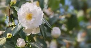 How to Grow Camellias | Mitre 10 Easy As Garden