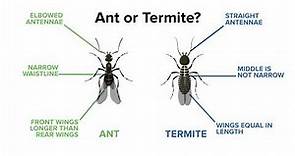 Identifying Ants vs. Termites