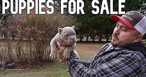 Bully Puppies For Sale! SOLD!!!