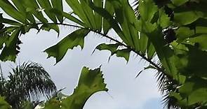 刺孔雀椰子（Aiphanes caryotaefolia）