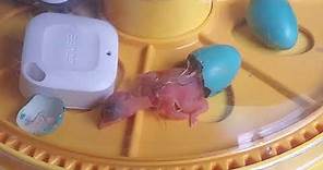 American Robin Egg incubation