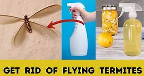 How to get rid of flying termites with wings in house naturally