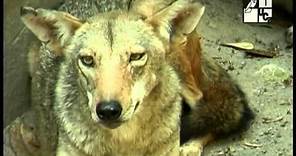 El Coyote. Un animal de diversos ambientes (2008)