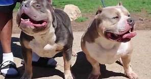 Mo Kennel : Pocket Bully VS Standard Bully ( Bolo son )