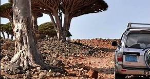 Socotra: 😀 Protegiendo un Tesoro Natural Único