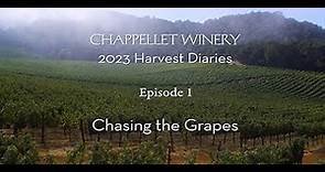 Chappellet Winery 2023 Harvest Diaries, Episode 1: Chasing the Grapes