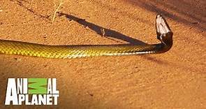 Taipan, la cobra más venenosa de mundo |Wild Frank: Tras la evolución de las especies |Animal Planet