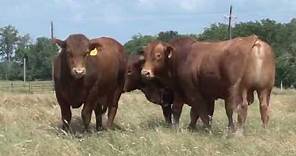 Beefmaster Bulls: "The Best of Both Worlds"