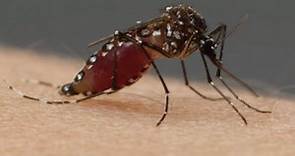 蚊子很忙的！每次吸血都得動員6根針… - 生活 - 自由時報電子報