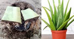 Grow Aloe Vera Plant From Aloe Vera | How To Grow Aloe Vera Plant From A Single Leaf