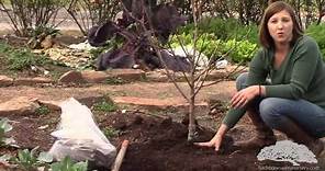 How To Plant Bare Root Trees