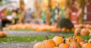 Your fall guide to pumpkin patches in Whatcom County: hours, offerings, harvest times