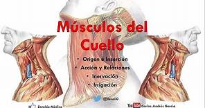 Anatomía - Músculos del Cuello (Inserción, Inervación, Irrigación y Acción)