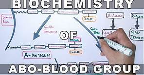 Biochemistry of ABO Antigens