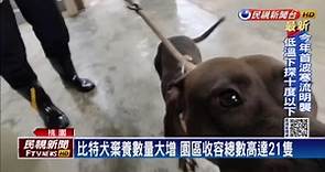 現有飼主得登記 比特犬棄養數量創新高