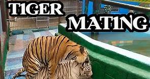 Chittagong zoo 2021 || Tiger mating || white tiger mating at Chittagong zoo
