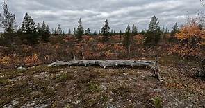 Rumakuru Daytrip Trail | Urho Kekkonen National Park | Finland | Autumn colors