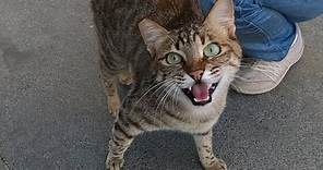Excited cat meowing very loudly