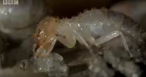 Termite World | Life In The Undergrowth | BBC