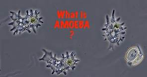 What is Amoeba?