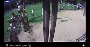 🦒 Edinburgh Zoo giraffe webcam