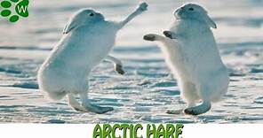 Arctic Hare