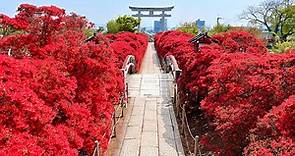 【景點】京都長岡天滿宮杜鵑花滿開！參道兩旁形成漂亮鮮紅隧道 (片)