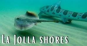 La Jolla Leopard Sharks **EVERYTHING YOU NEED TO KNOW**