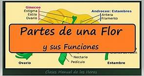 Las Partes de La Flor y sus Funciones. Flores de las Angiospermas. Biología. Botánica.