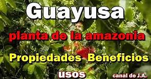 Guayusa, planta de la amazonia - Propiedades, Beneficios y usos