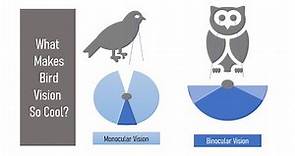 Bird Vision - How Birds See Color | Binocular & Monocular Vision