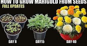 How to Grow Marigold From Seeds | SEED TO FLOWER