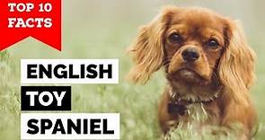 English Toy Spaniel - Top 10 Facts