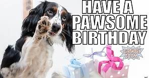 Funny Happy Birthday Memes of Dogs